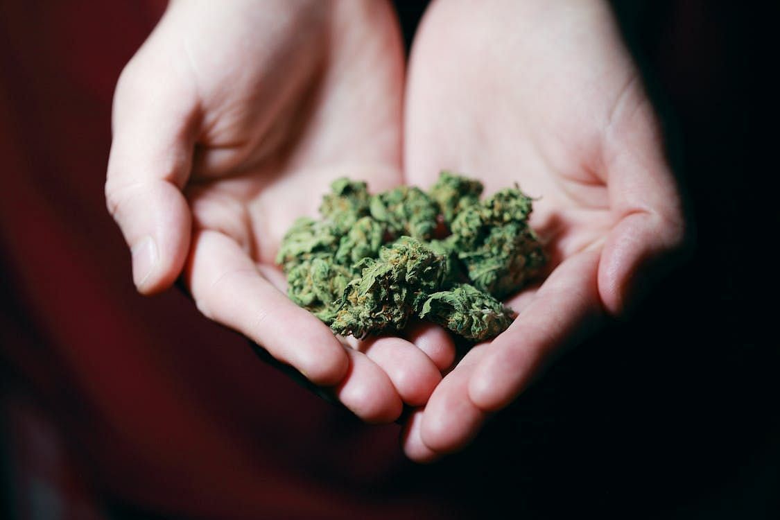 Prudent consideration is necessary when interpreting these findings, acknowledging that cannabis smoke retains detrimental substances. (Alexander Grey/ Pexels)